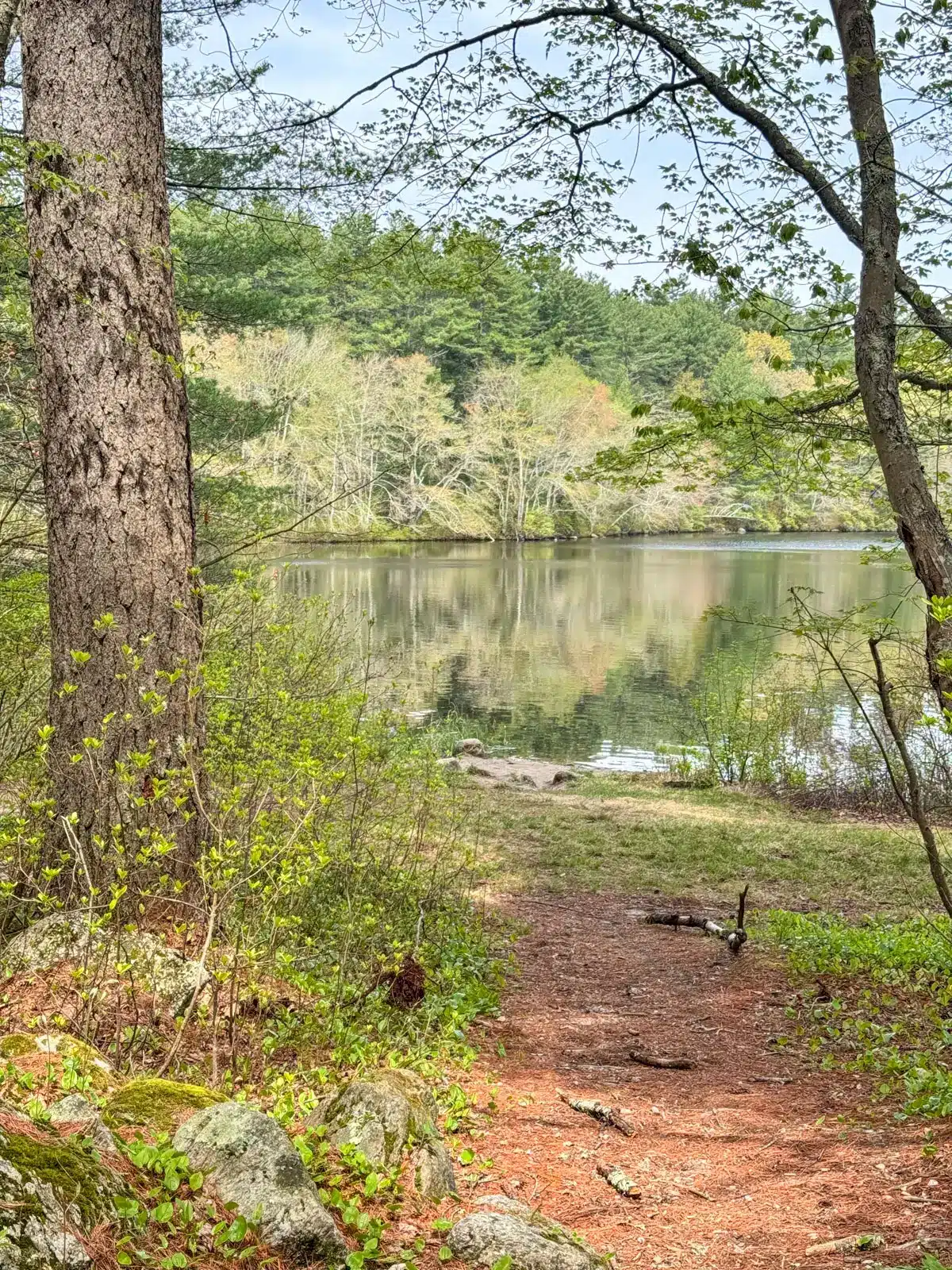 breakheart pon in rhode island in spring surrounded by bright green trees.