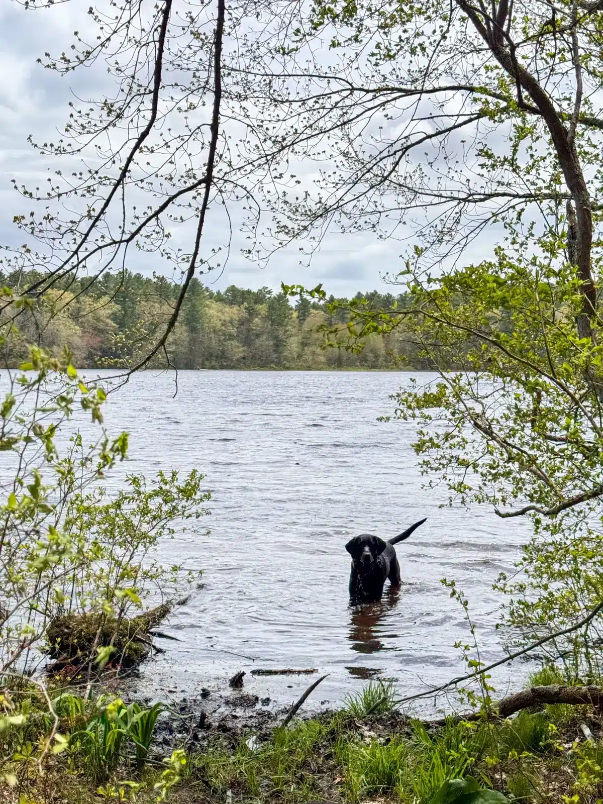 black dog standing in breakheart pond in arcadia management area in rhode island.