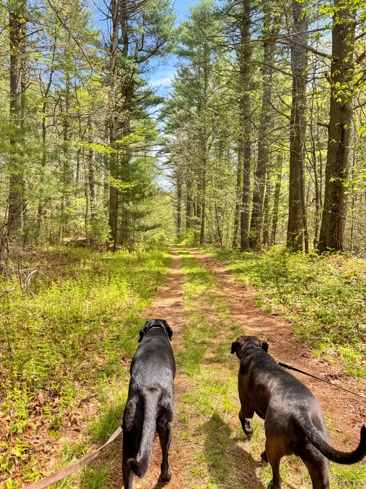 Two big black dogs walk on padded pine trail through tall green pine trees on Breakheart Trail in Rhode Island.