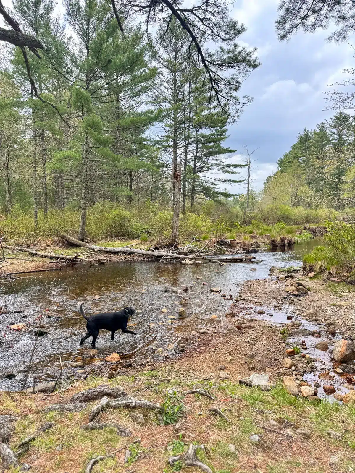 black dog wading in breakheart brook in arcadia management area tall pine trees.