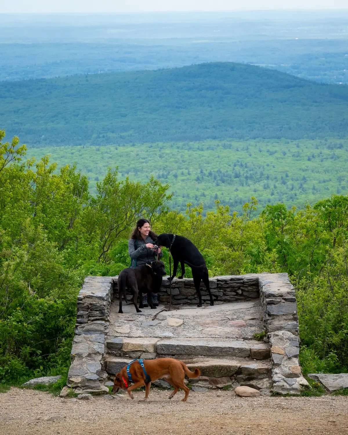 woman on mountain summit with 2 big black dogs and green mountains in distance at mount wachusett.