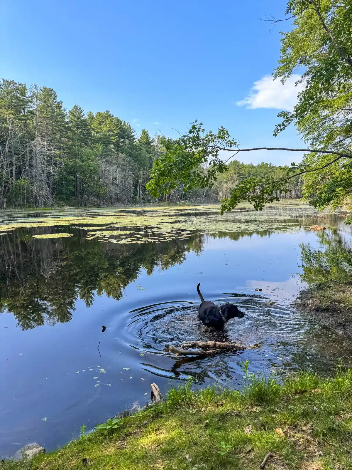 black dog in blue lake surrounded by green trees at gibbs mountain in massachusetts.