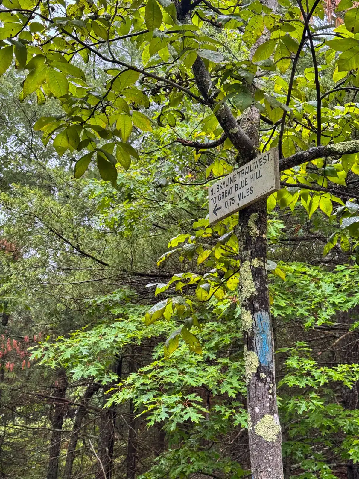 trail sign along the great blue hill skyline trail in Blue Hills Reservation in Massachusetts.