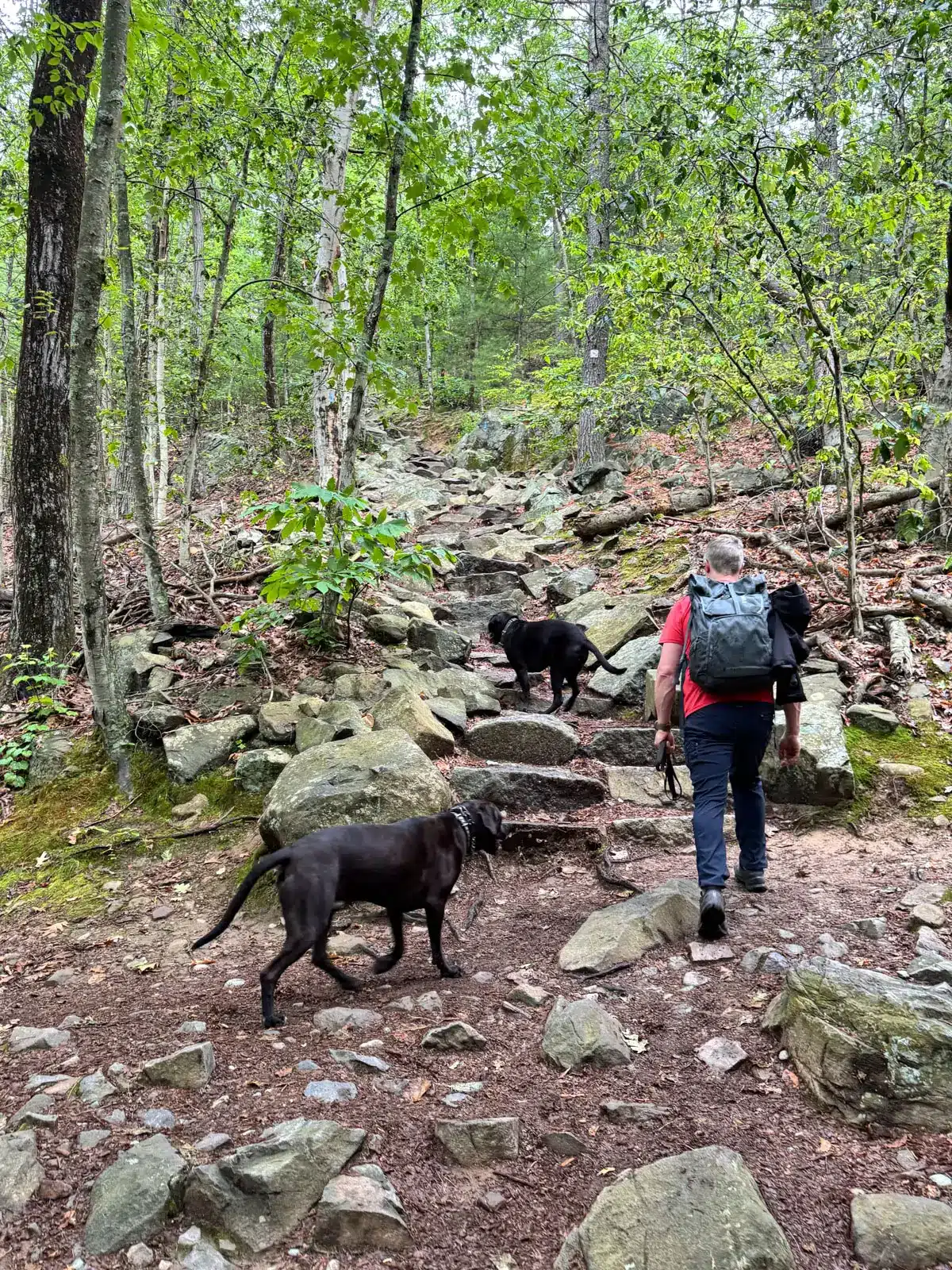 Black dog, brown dog, and man in red t-shirt with backpack walking up rocky stone staircase through the woods along the Great Blue Hill Skyline Trail in Massachusetts.