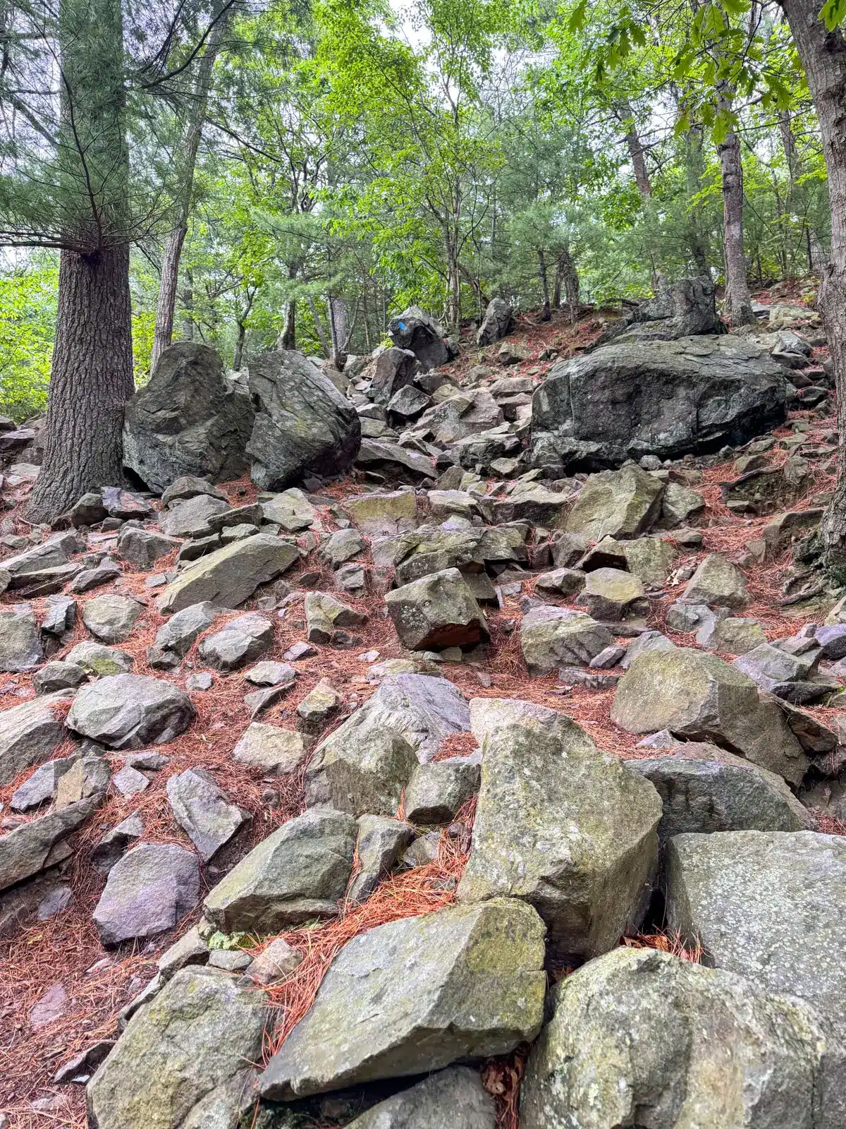 rocky stone pathway through the woods along the Great Blue Hill Skyline Trail in Massachusetts.