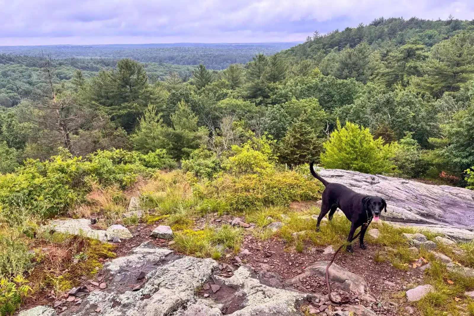 Black dog atop Hancock Hill in Blue Hills Reservation with a wide open view of rolling bright green hills and trees in the distance and a cloudy sky.