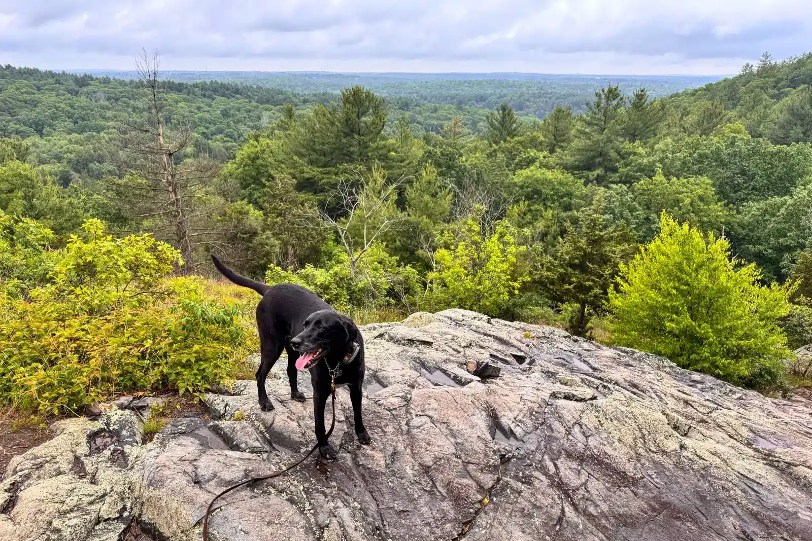 Black dog atop Hancock Hill in Blue Hills Reservation with a wide open view of rolling bright green hills and trees in the distance and a cloudy sky.