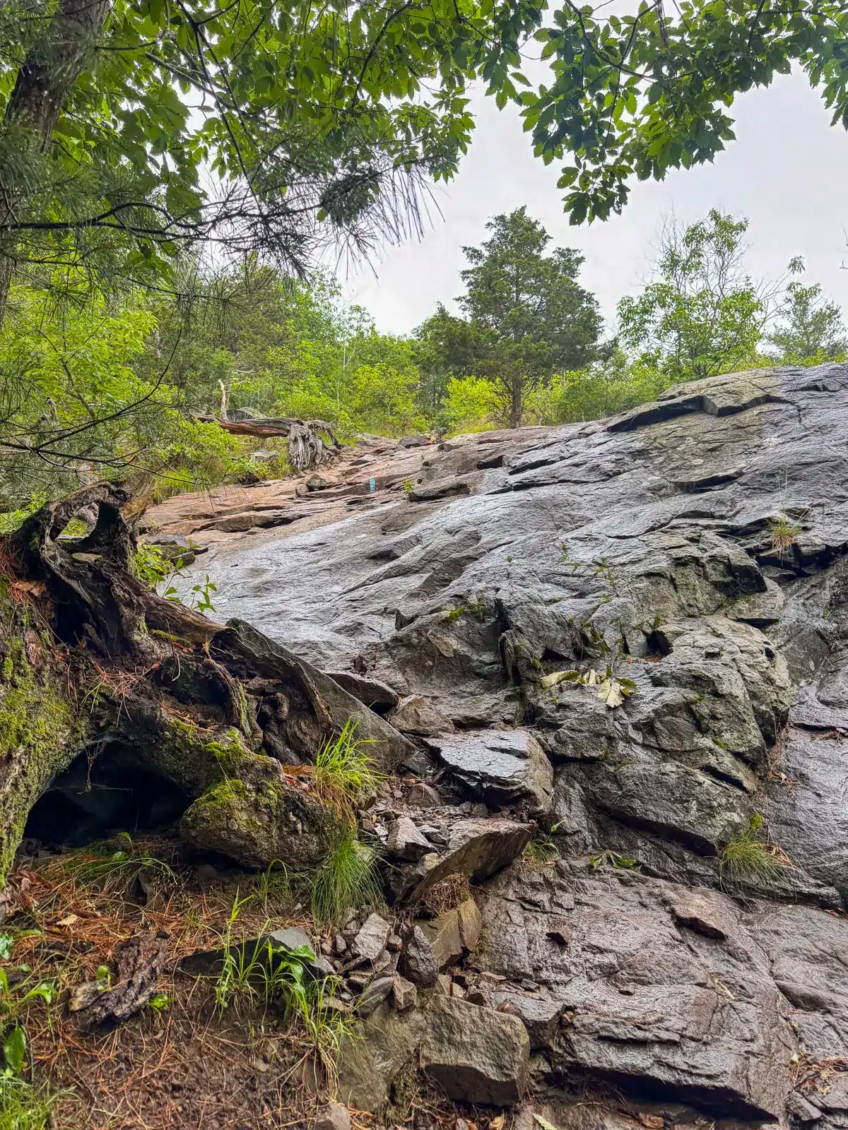 Rocky steep scramble heading up to the lookout on Great Blue Hill Skyline hike.