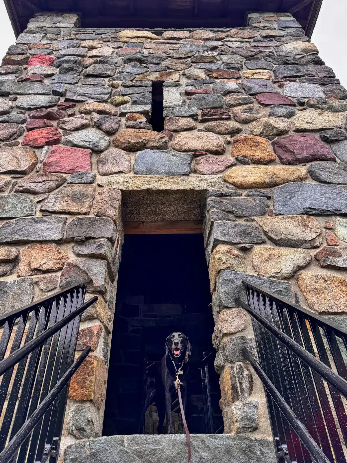black dog standing at doorway of the stone eliot tower in massachusetts.