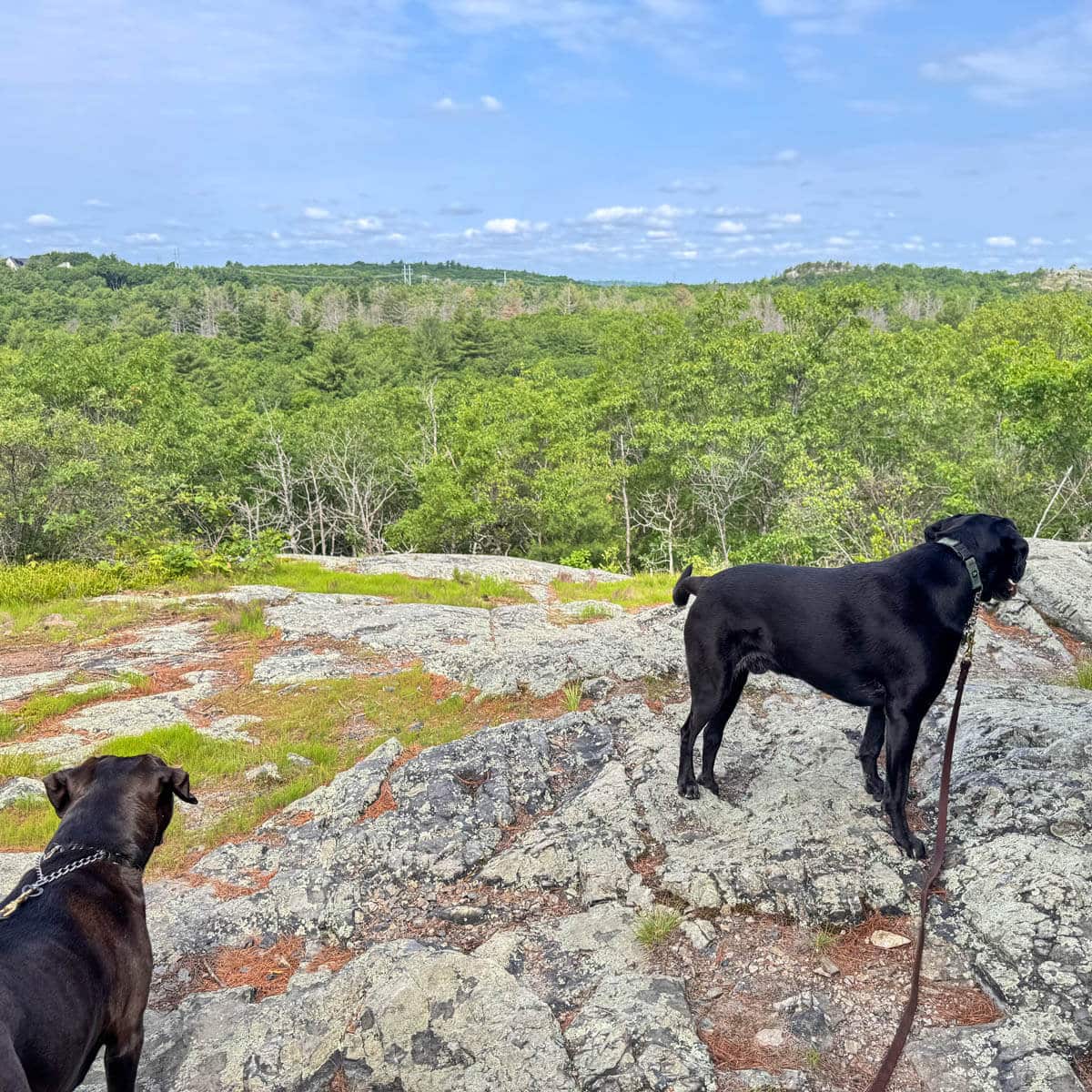 Breakheart Reservation Loop Trail in MA: Lakes & Views!