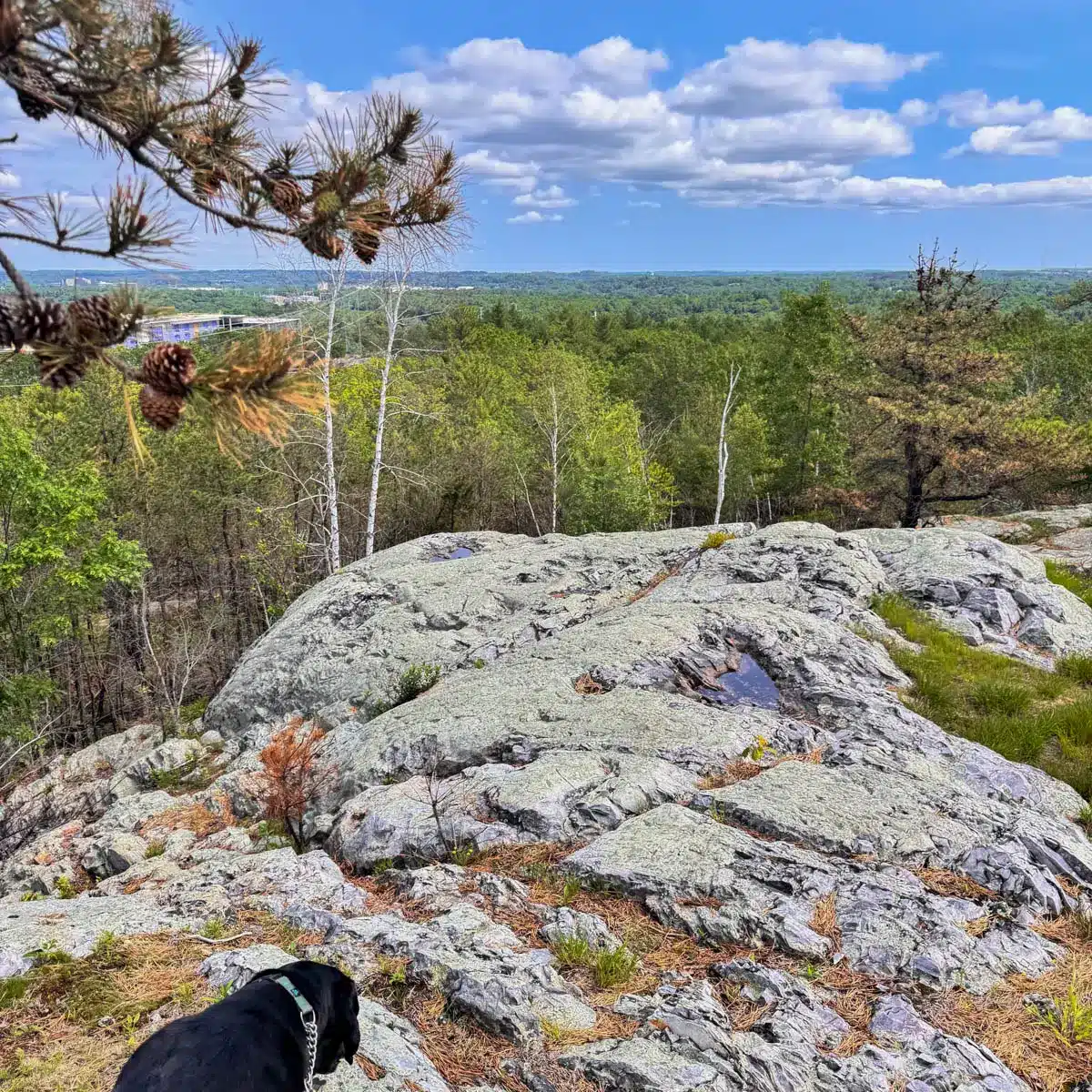 black dog walking on rocky hilltop at Breakheart Reservation in Massachusetts with green hills in the distance and blue sky and white fluffy clouds.
