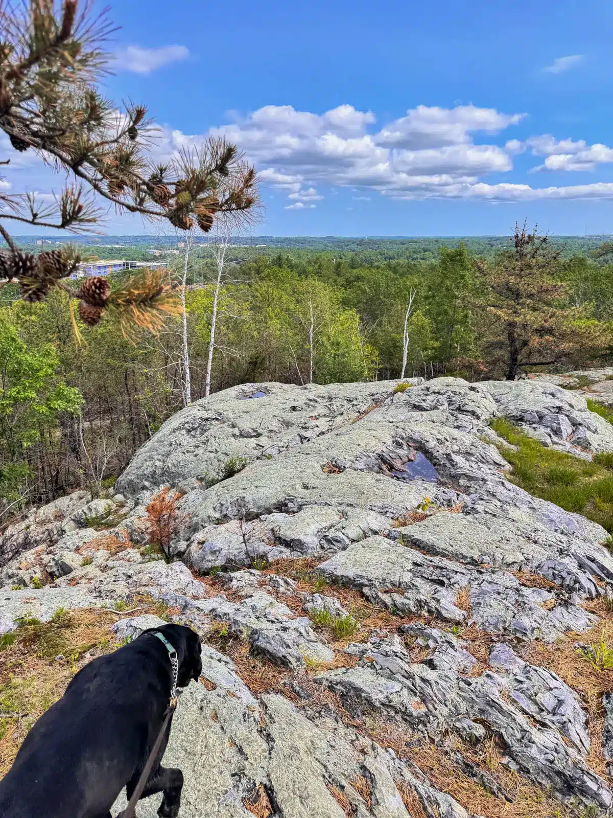 black dog walking on rocky outcrop at breakheart reservation.