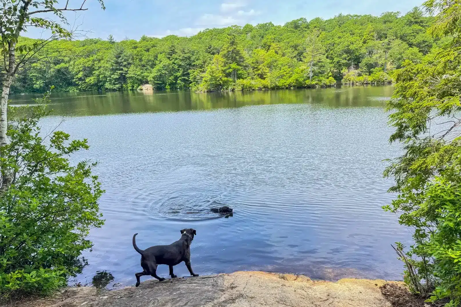 two dogs swimming on summer day in large blue lake lined with green trees at Breakheart Reservation in Massachusetts.
