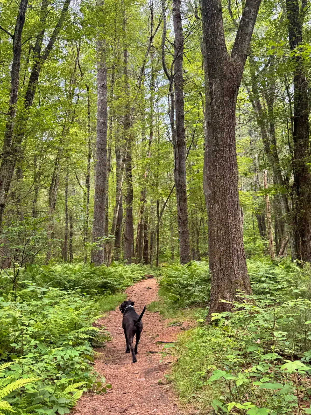 brown dog walking on pine trail lined with tall green trees in Massachusetts.