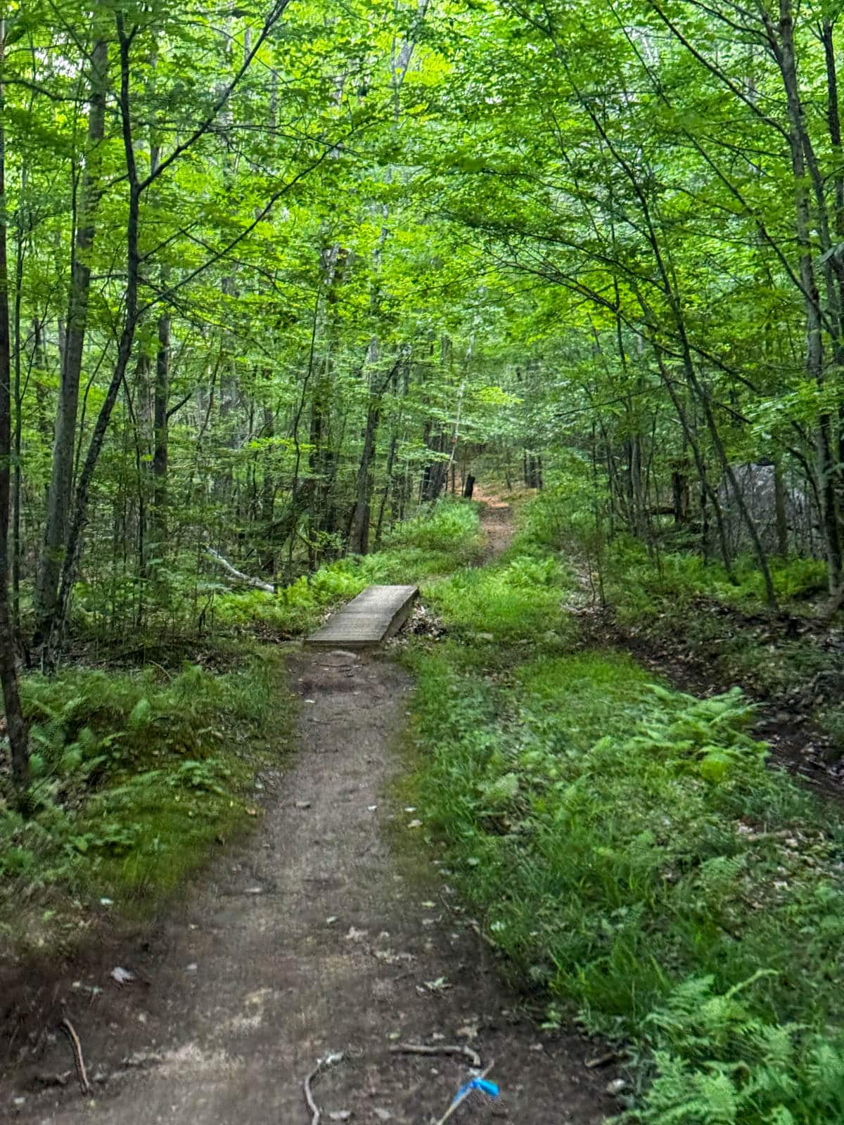 padded pine trail leading through the woods lined with bright green trees in wilmington new york.