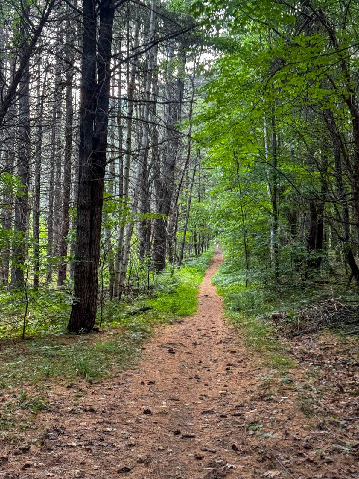 padded pine trail leading through the woods lined with bright green trees in wilmington new york.