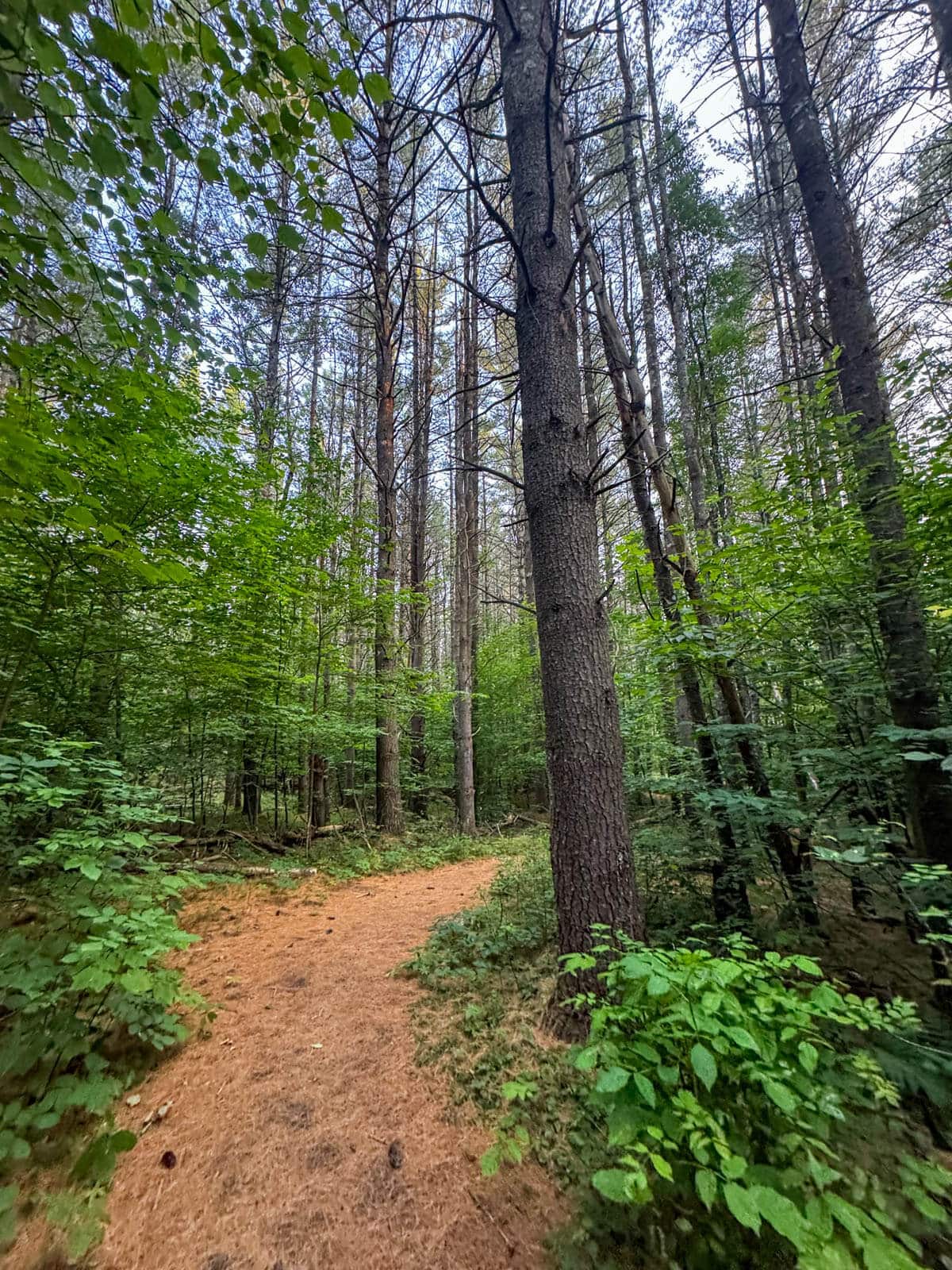 padded pine trail leading through the woods lined with bright green trees in wilmington new york.