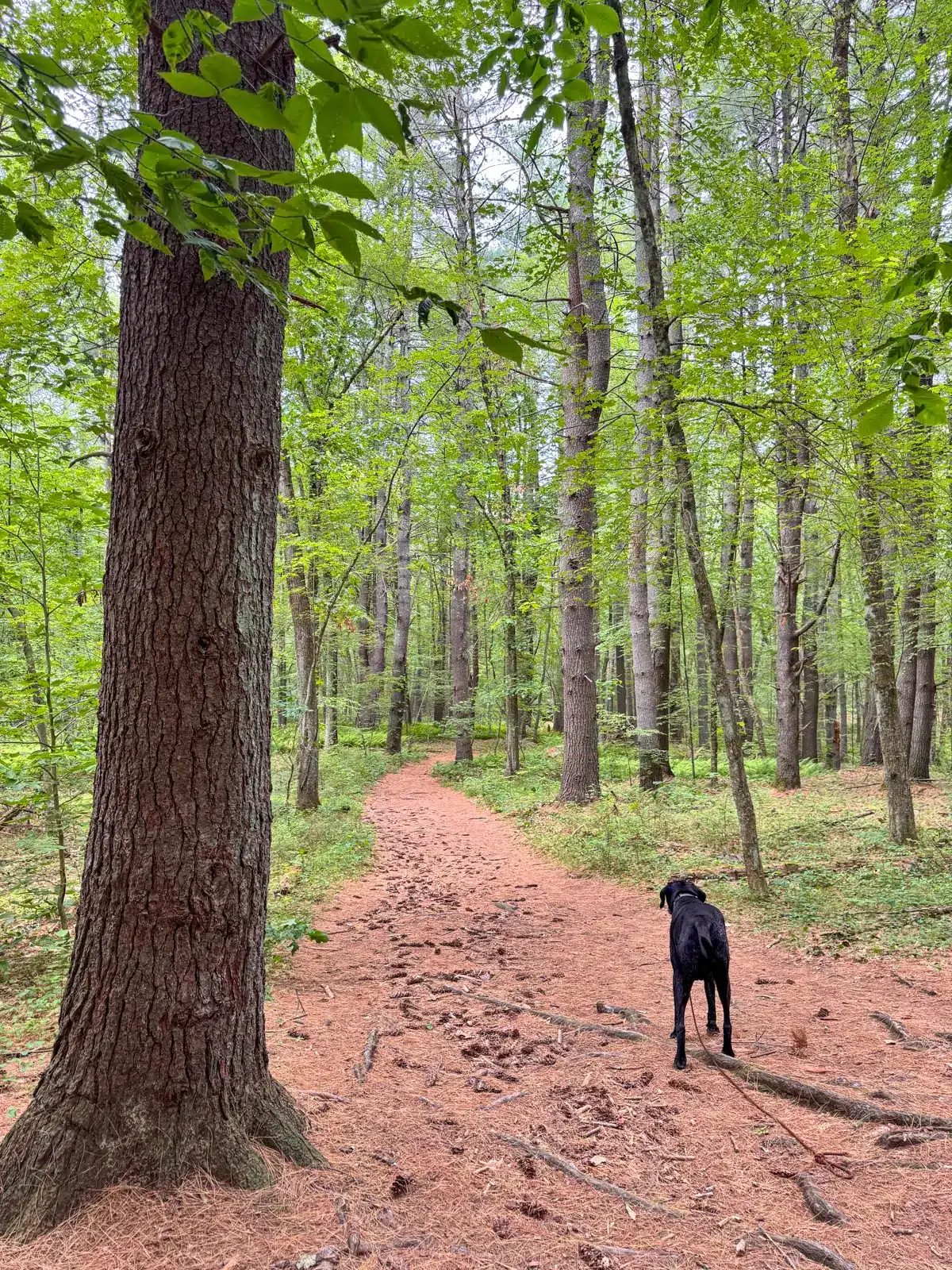 black dog on wide pine needle trail going through green grass and trees at Gibbs Mountain in Massachusetts.