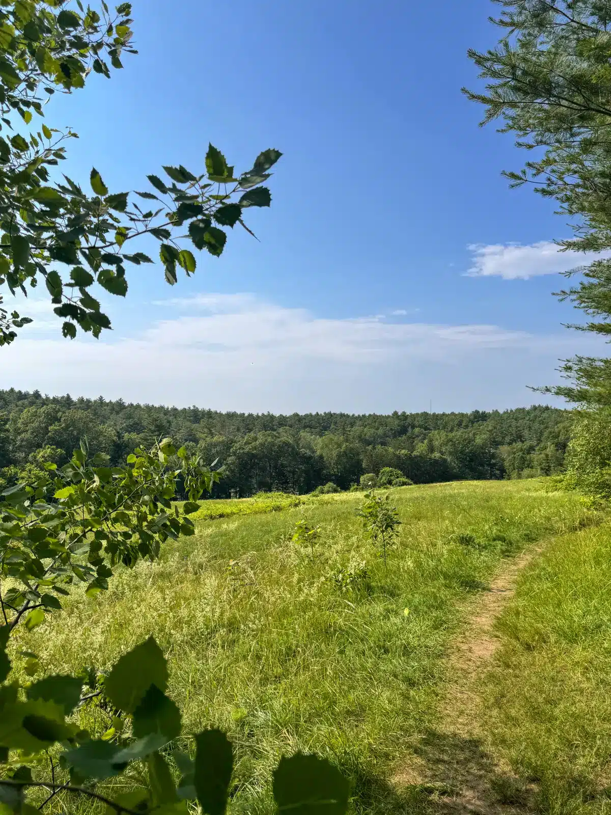 open green meadow green grass and blue sky Gibbs Mountain in Massachusetts.