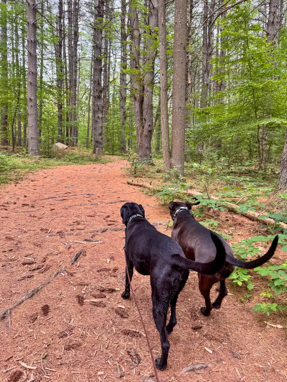 black dog and brown dog side by side walking on pine needle trail going through green grass and trees at Gibbs Mountain in Massachusetts.