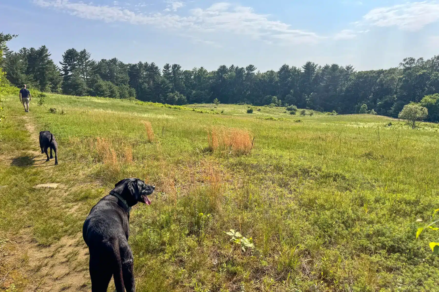 black dog smiling on open green meadow green grass and blue sky Gibbs Mountain in Massachusetts.