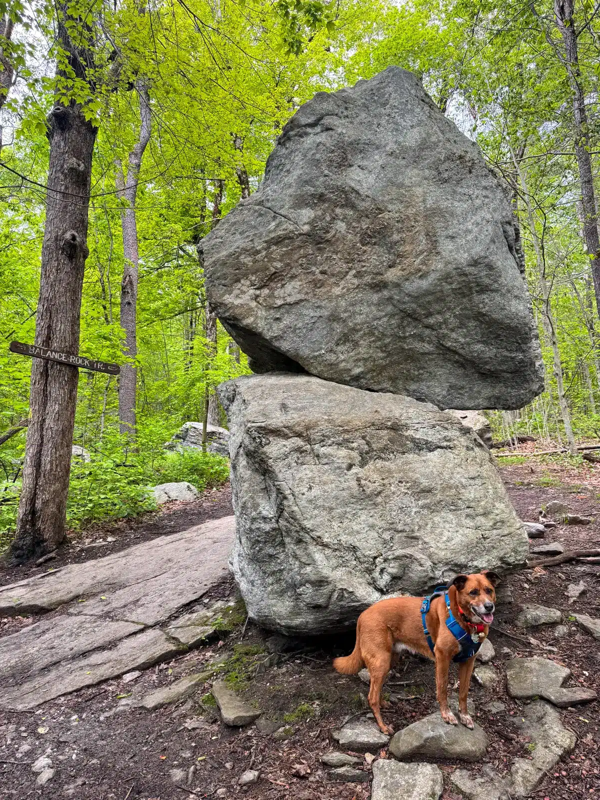 brown dog on indian trail in front of balanced rocks at mount wachusett.