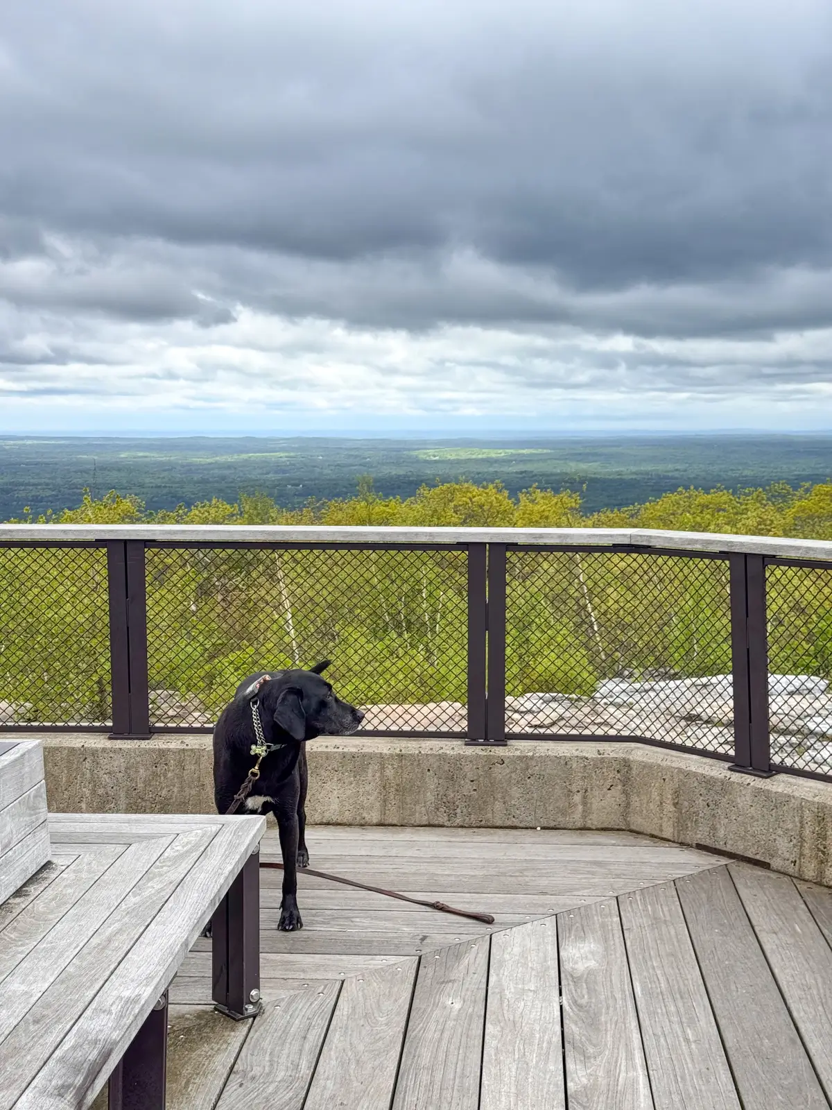 dog at top of Mount Wachusett with green mountains in the background.