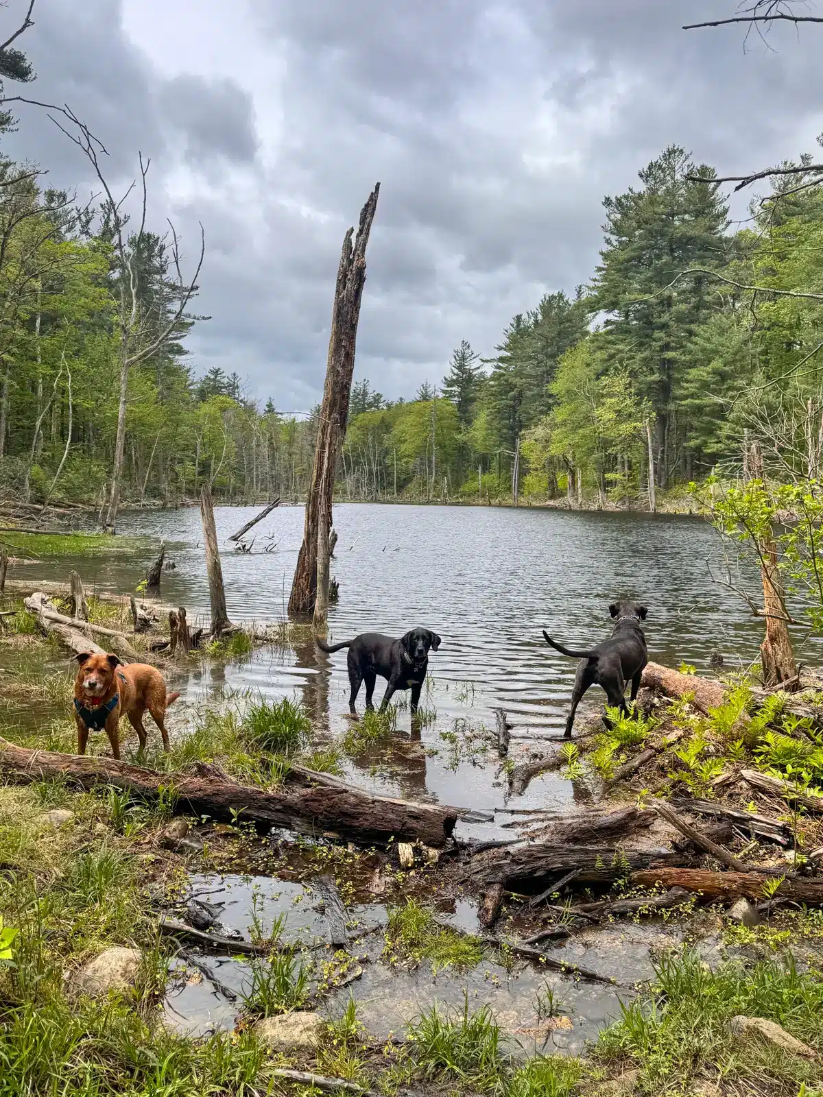 pond along the loop at mount wachusett.