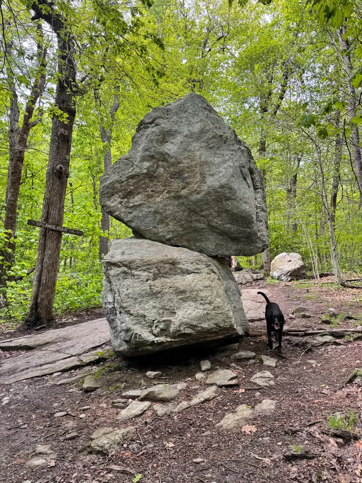 black dog on indian trail in front of balanced rocks at mount wachusett.