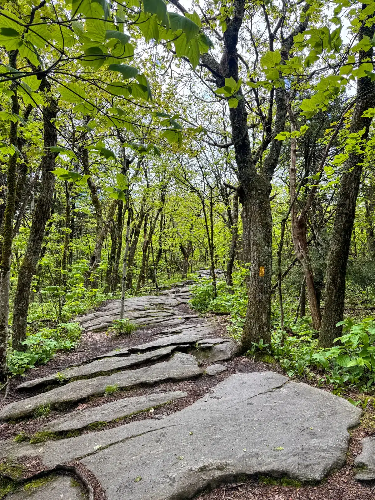 trail along mount wachusett with stones on bottom lined with green trails.