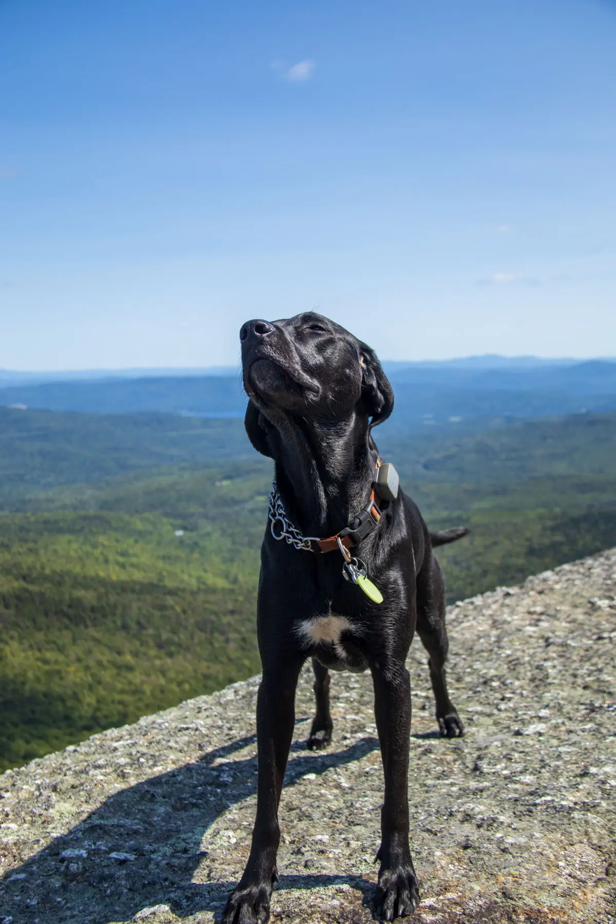 black dog on exposed rocky summit in new hampshire with green mountains behind him and blue sky above.