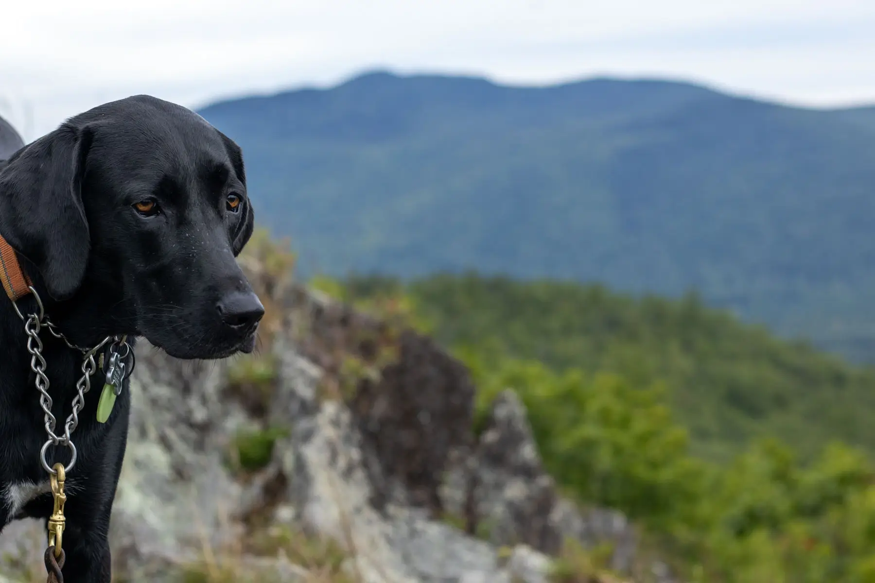 black dog in front of exposed rocky summit in new hampshire with green mountains behind him and blue sky above.