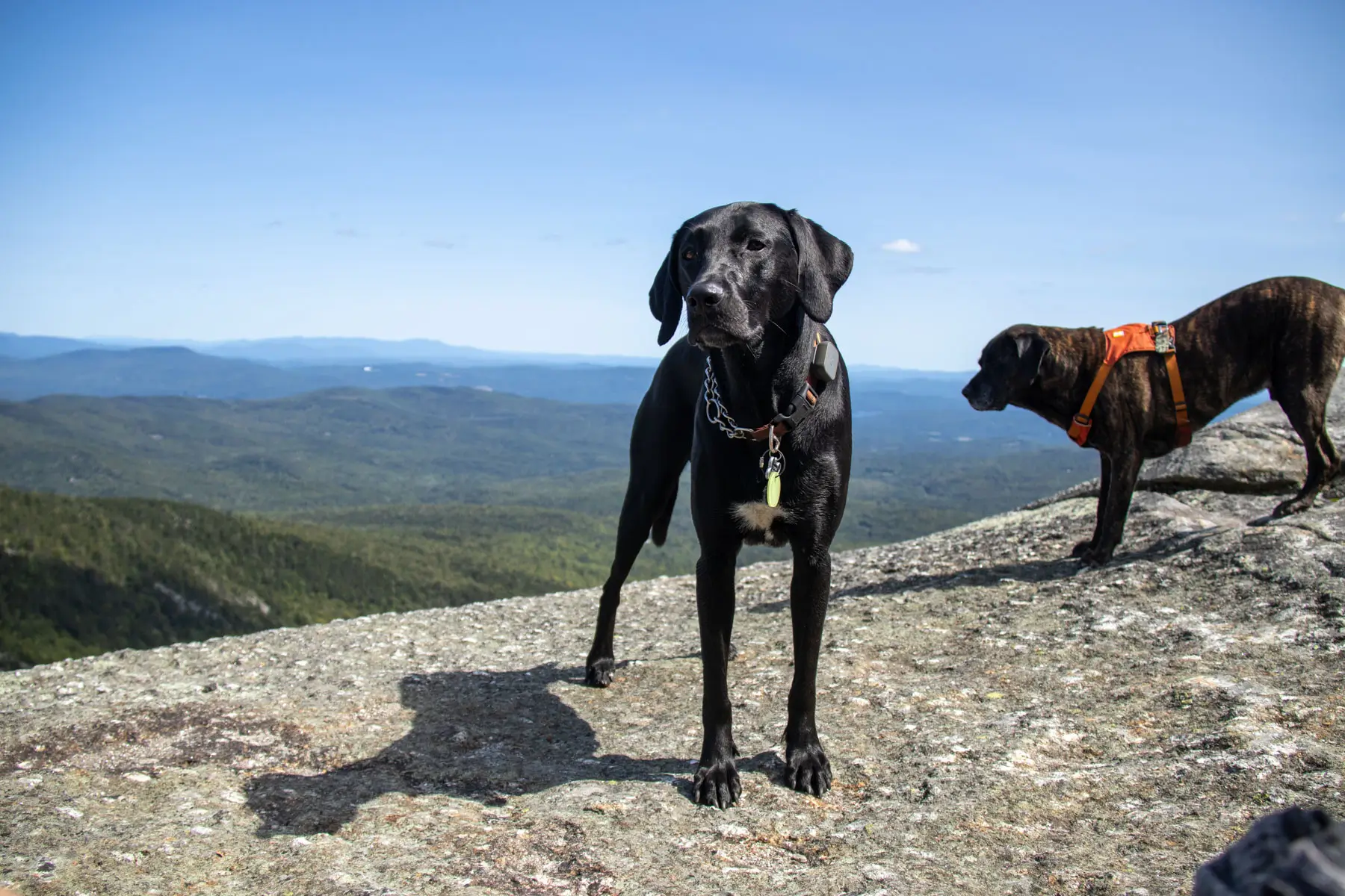 black dog on exposed rocky summit in new hampshire with green mountains behind him and blue sky above.