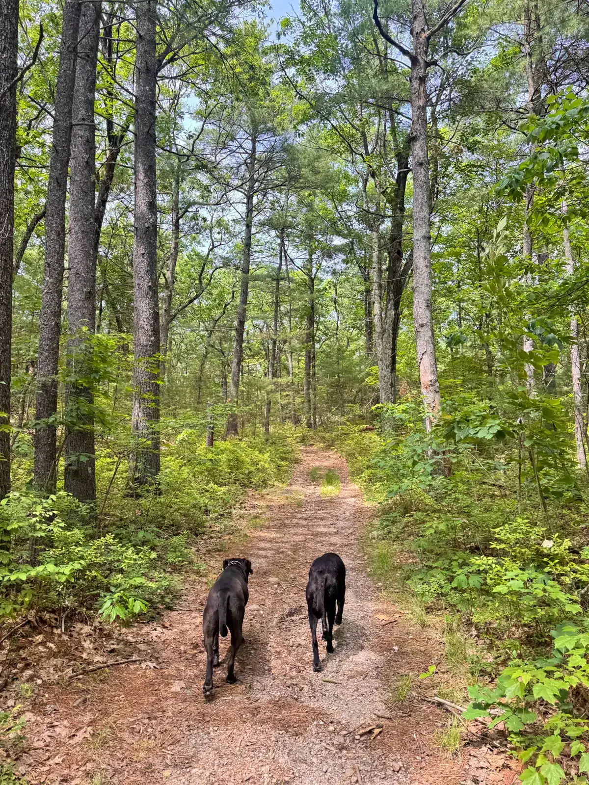 black dog and brown dog walking side by side off leash on a pine path surrounded by green trees.