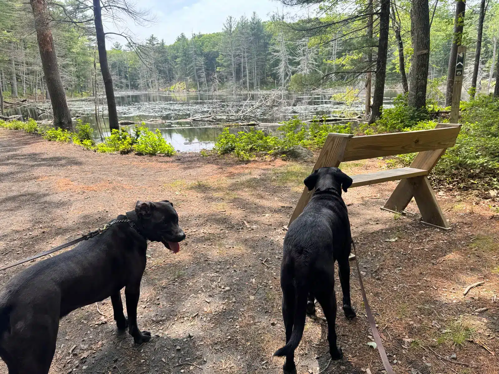 back of black dog looking at large lake at Rocky Woods in MA.
