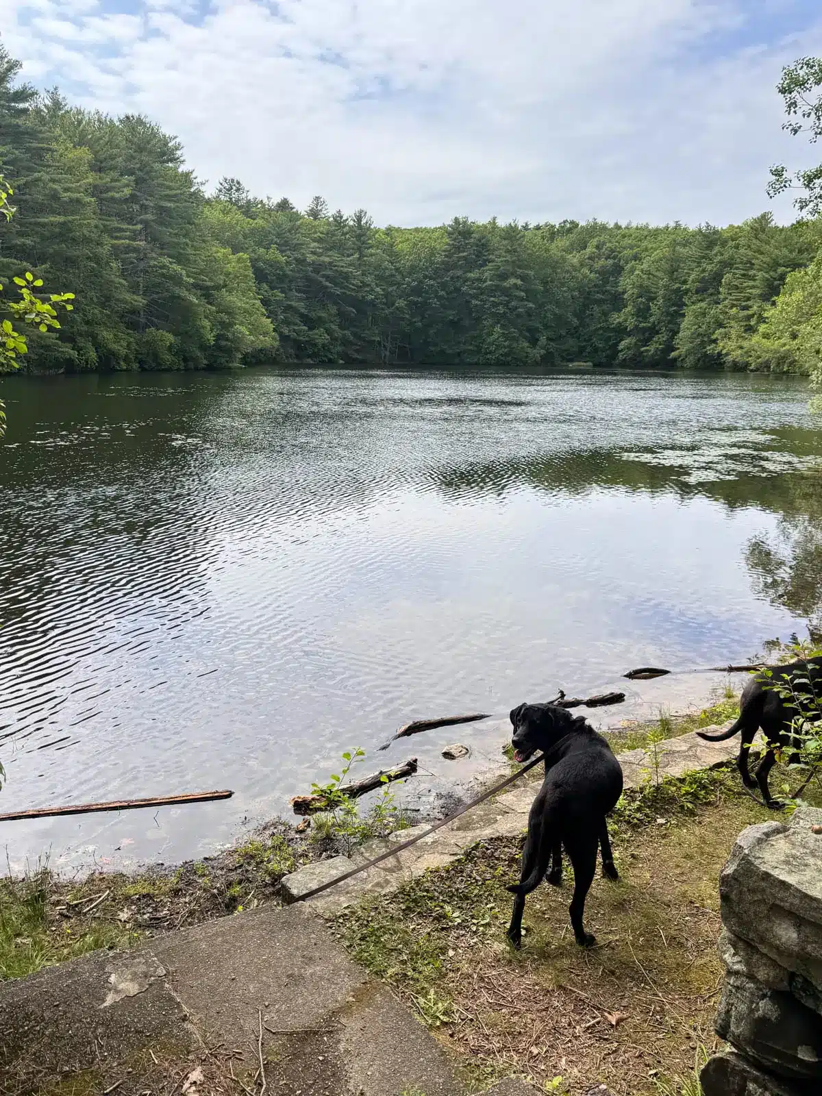 black dog and big brown dog standing alongside Chickering Lake at Rocky Woods in Medfield Massachusetts surrounded by green trees in the summer.