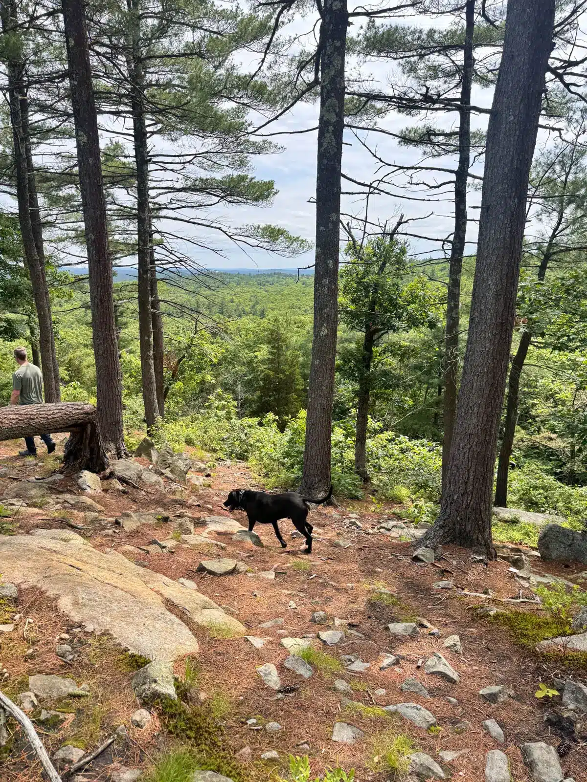 black dog and big brown dog walking along an elevated pine path with view between tall pine trees at Rocky Woods Reservation.
