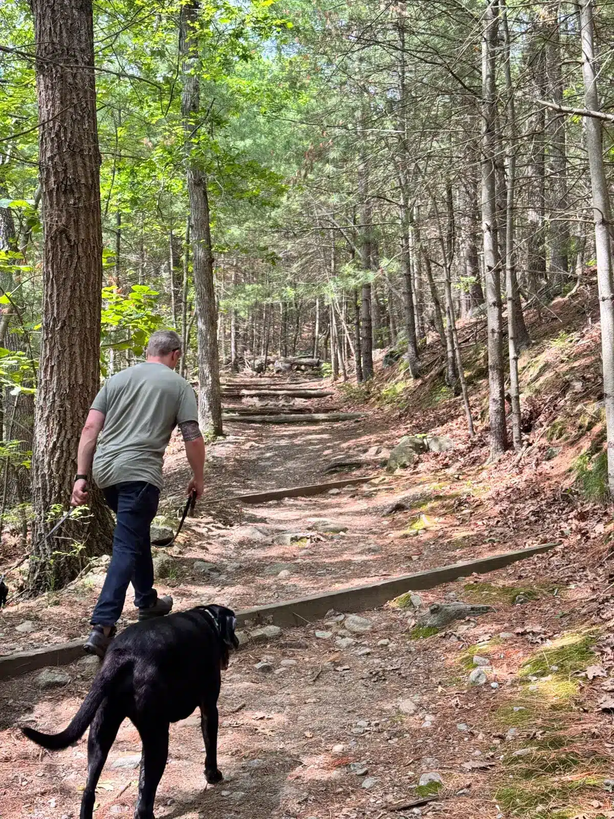 man in gray t-shirt walking uphill with big black dog on pine path in the forest.