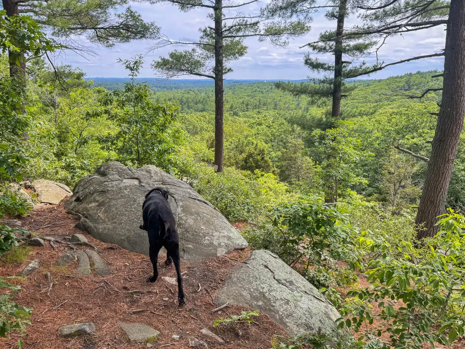 black dog walking onto a rock overlooking a scenic view of green trees below at Rocky Woods in Medfield Massachusetts.