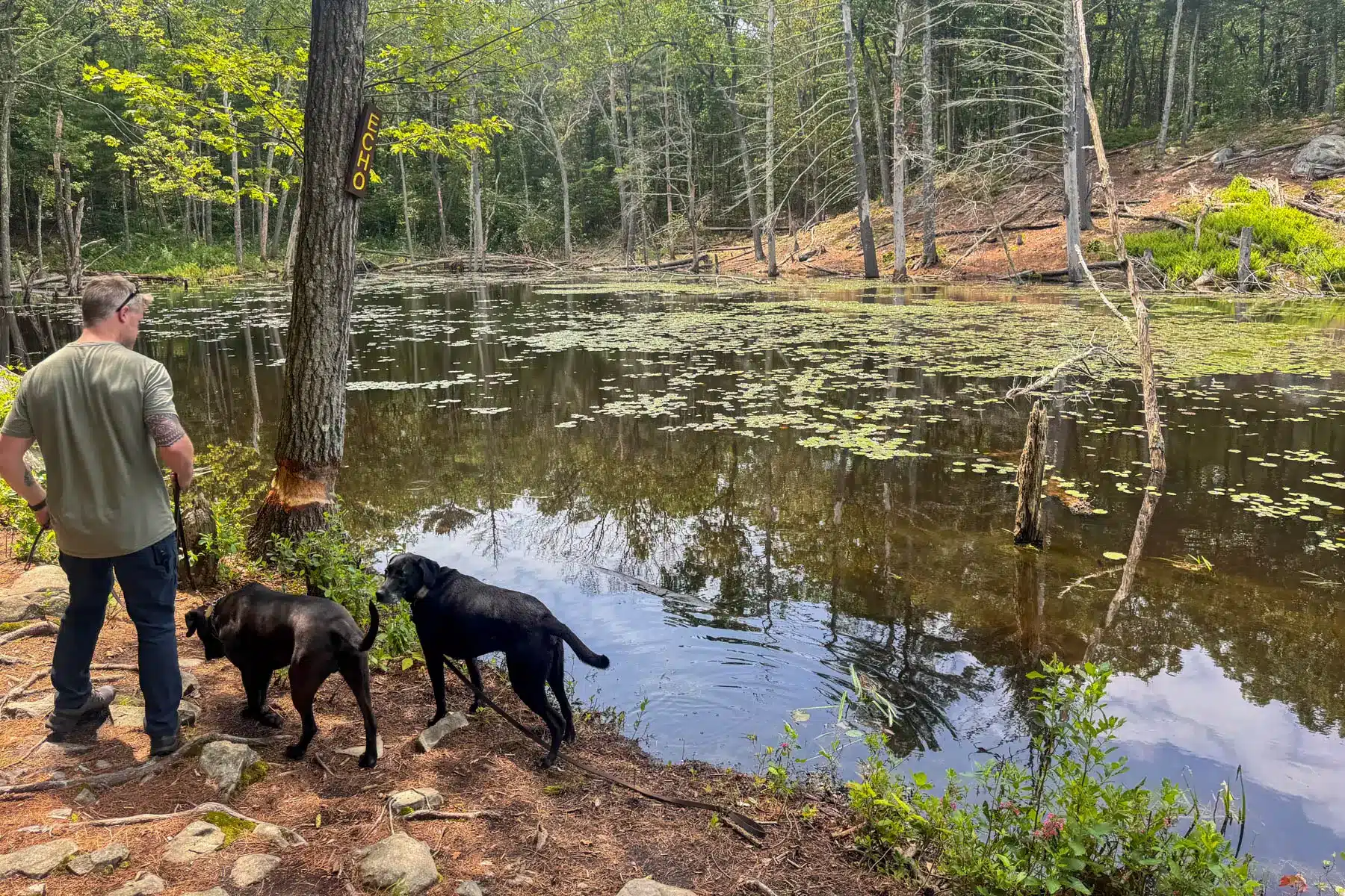 black dog, brown dog and a man standing alongside a lake at Rocky Woods in Medfield Massachusetts.
