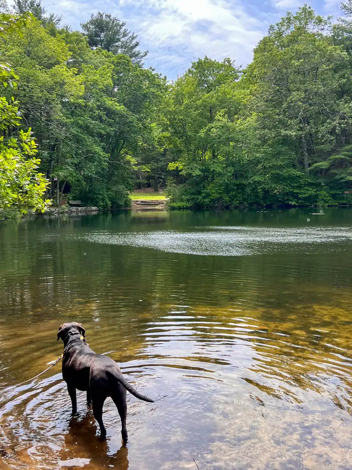 brown dog in a lake surround by green trees at Rocky Woods in Medfield Massachusetts.