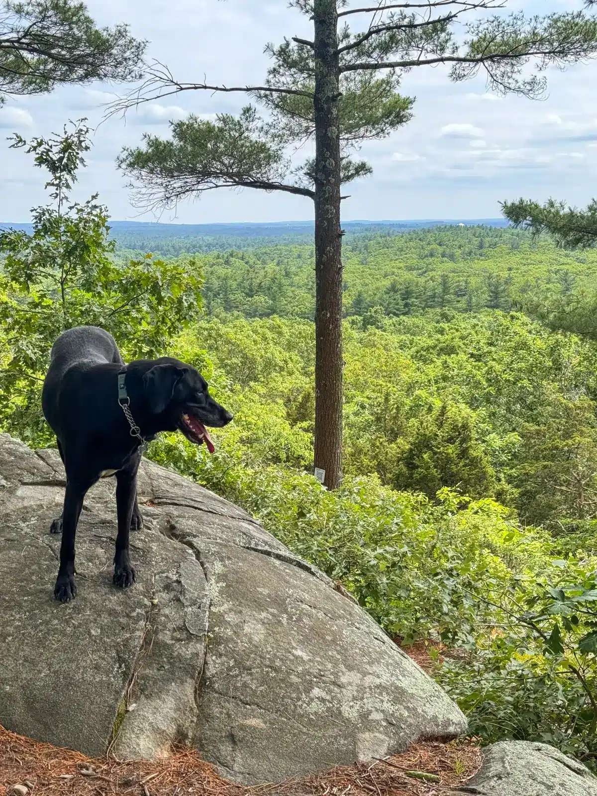 big black dog on rocky summit with green trees and hills in the distance on a hike in Massachusetts.