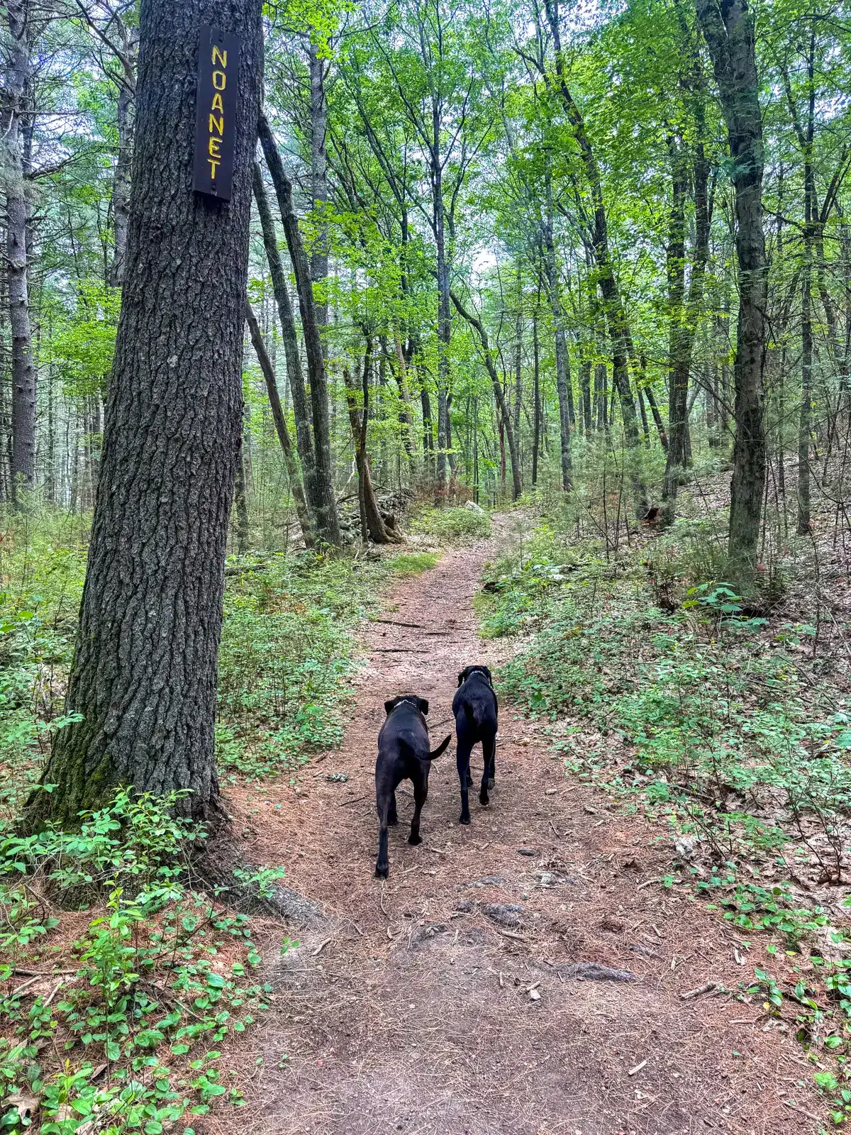 big brown dog and big black dog walking side by side on brown pine trail lined with green trees.