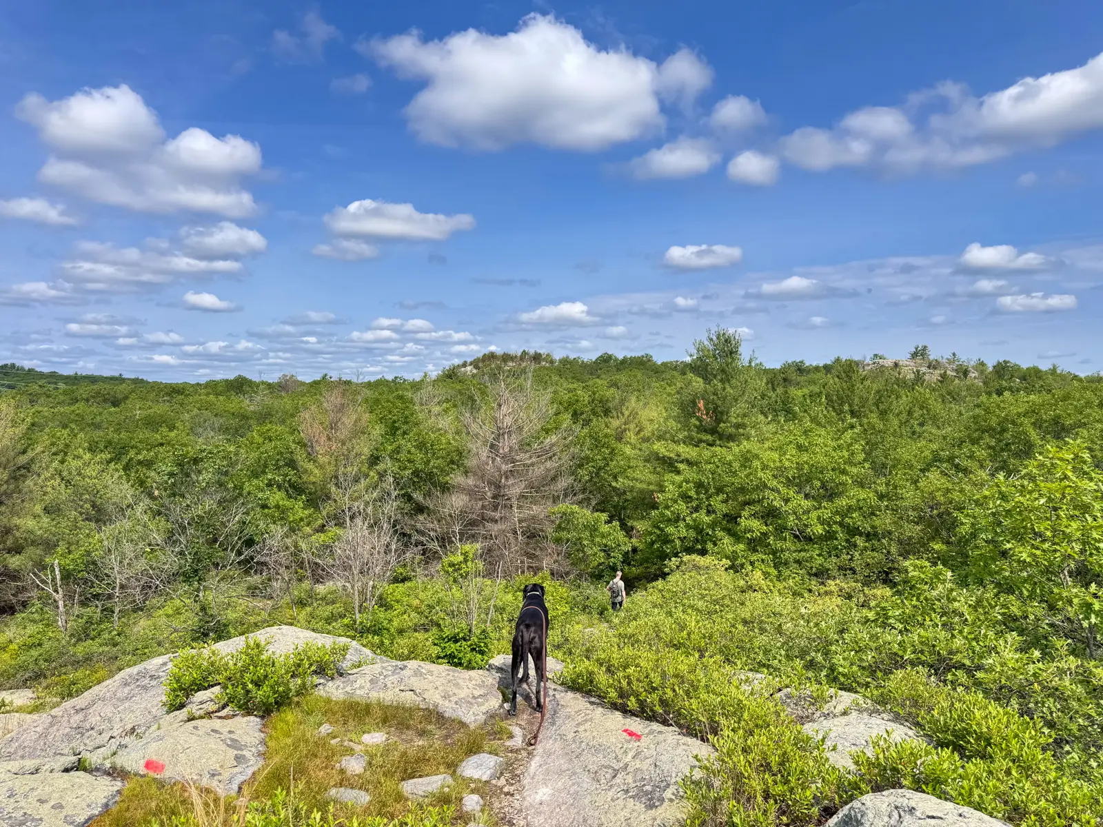 black dog standing in middle of rocky summit view with green trees and mountains in the distance in Massachusetts.
