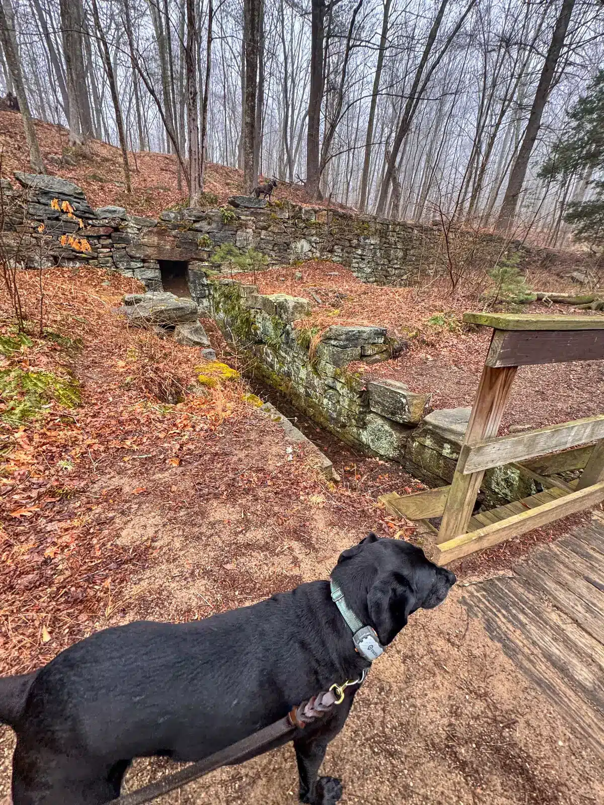 black dog in front of wooden bridge on a hike in spring with bare trees and a brown pine path at gay city state park.