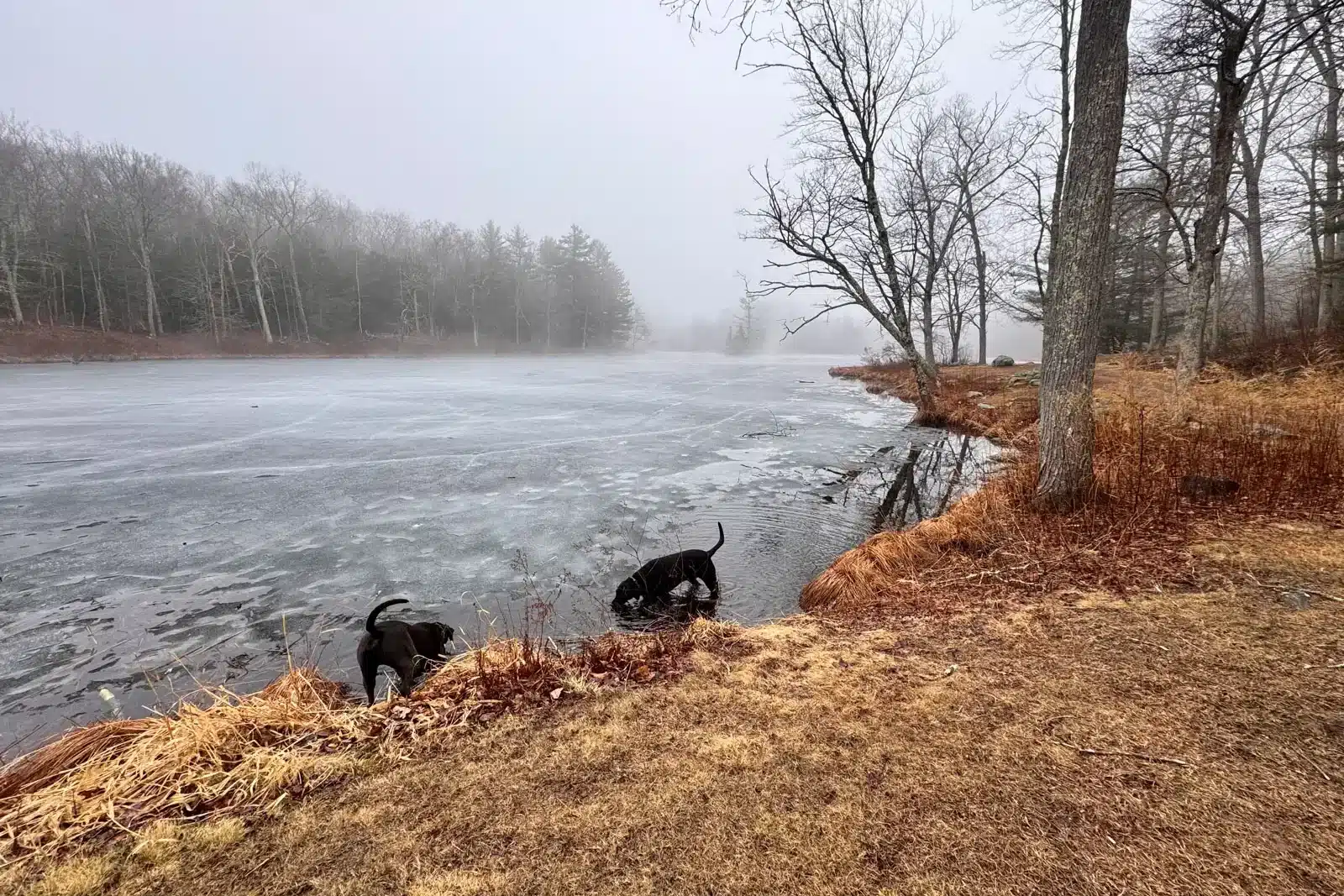 black dog and brown dog on a misty hike in spring with bare trees in front of a lake at gay city state park.