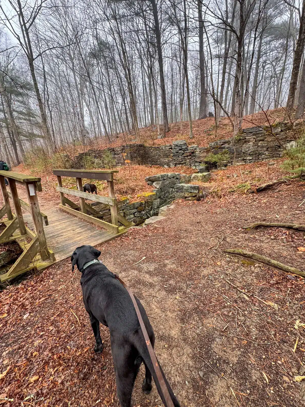 black dog in front of wooden bridge on a hike in spring with bare trees and a brown pine path at gay city state park.