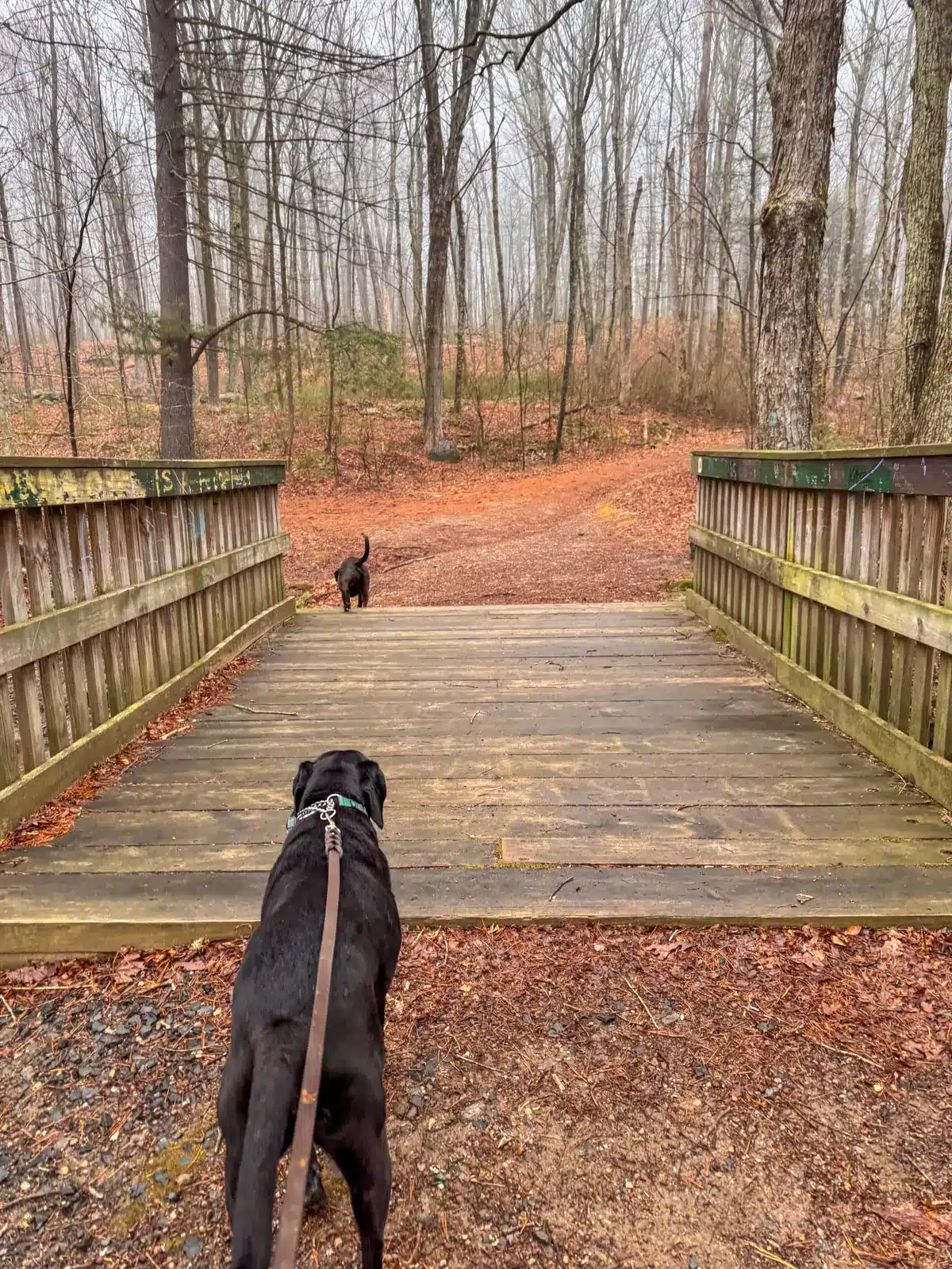 black dog in front of wooden bridge on a hike in spring with bare trees and a brown pine path at gay city state park.