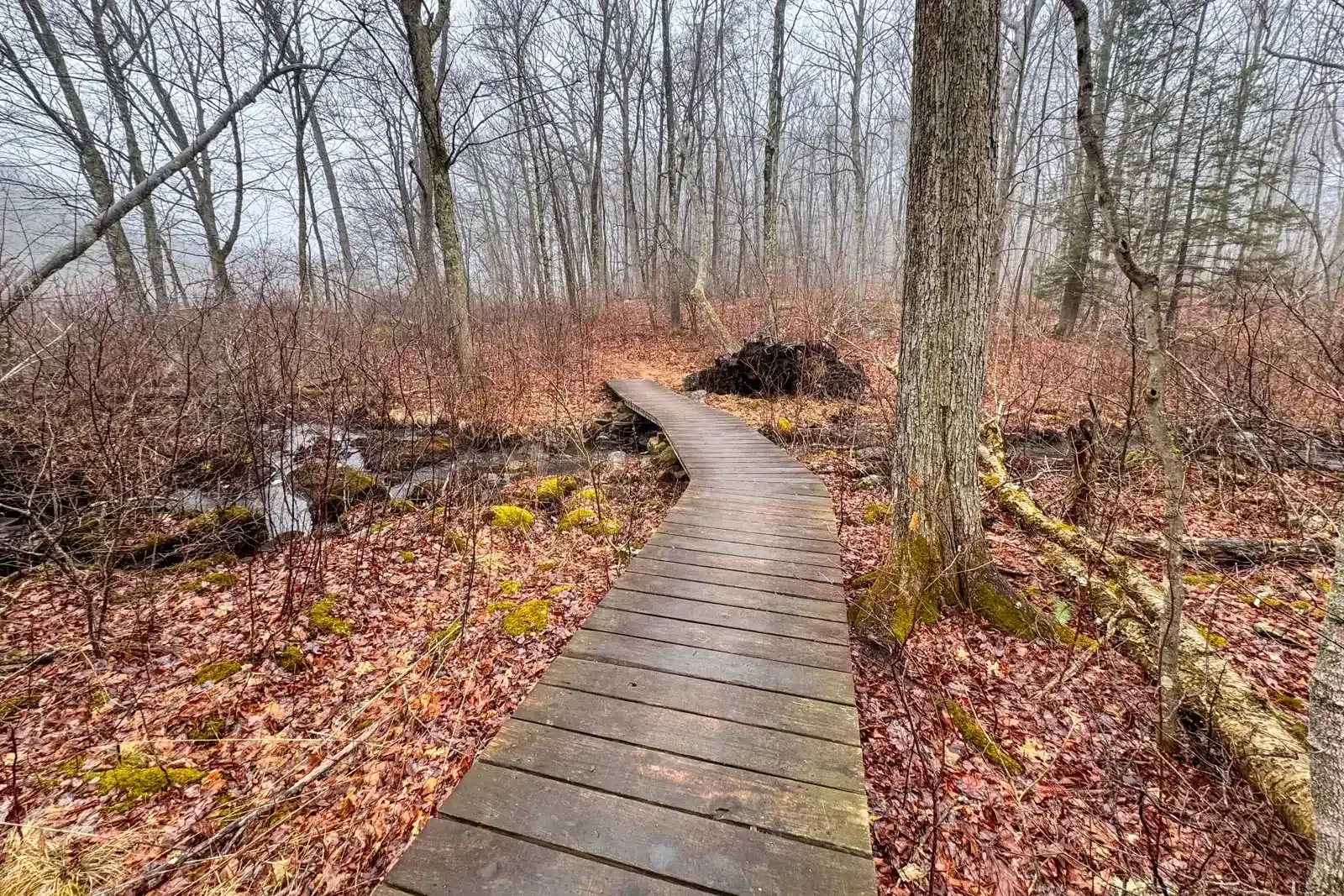wooden bridge through the woods on a misty gray hike in spring with bare trees and a brown pine path at gay city state park.
