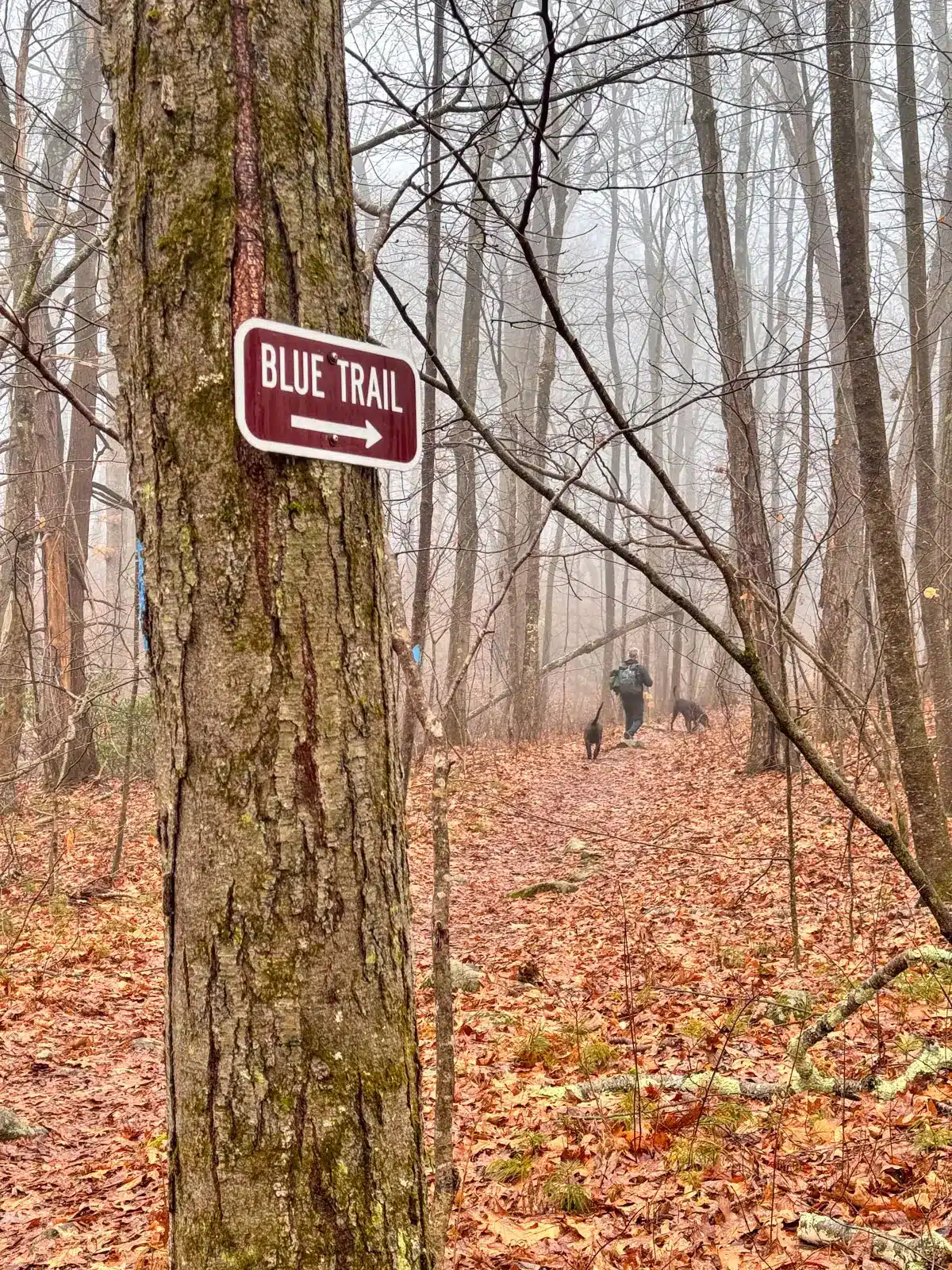 Brown trail sign on tree saying 'Blue Trail' in white writing on a misty spring day with no leaves on the trees.